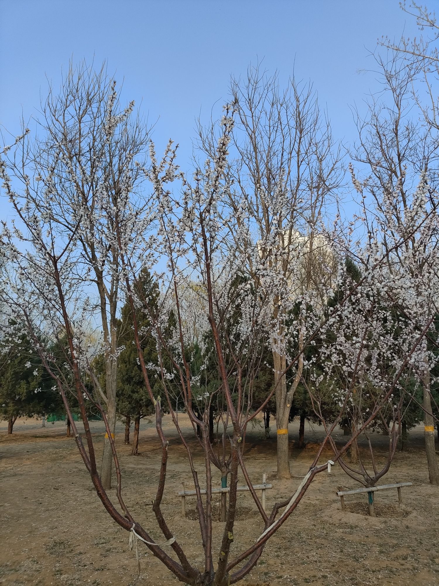奥北森林公园旅行图片
