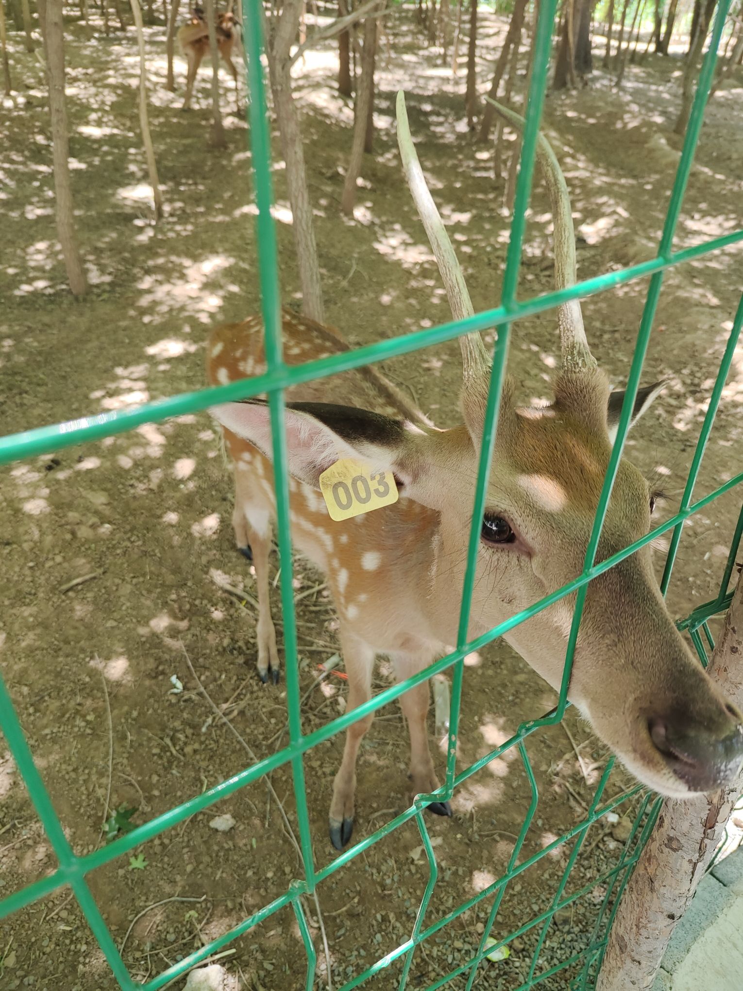 海里珊瑚