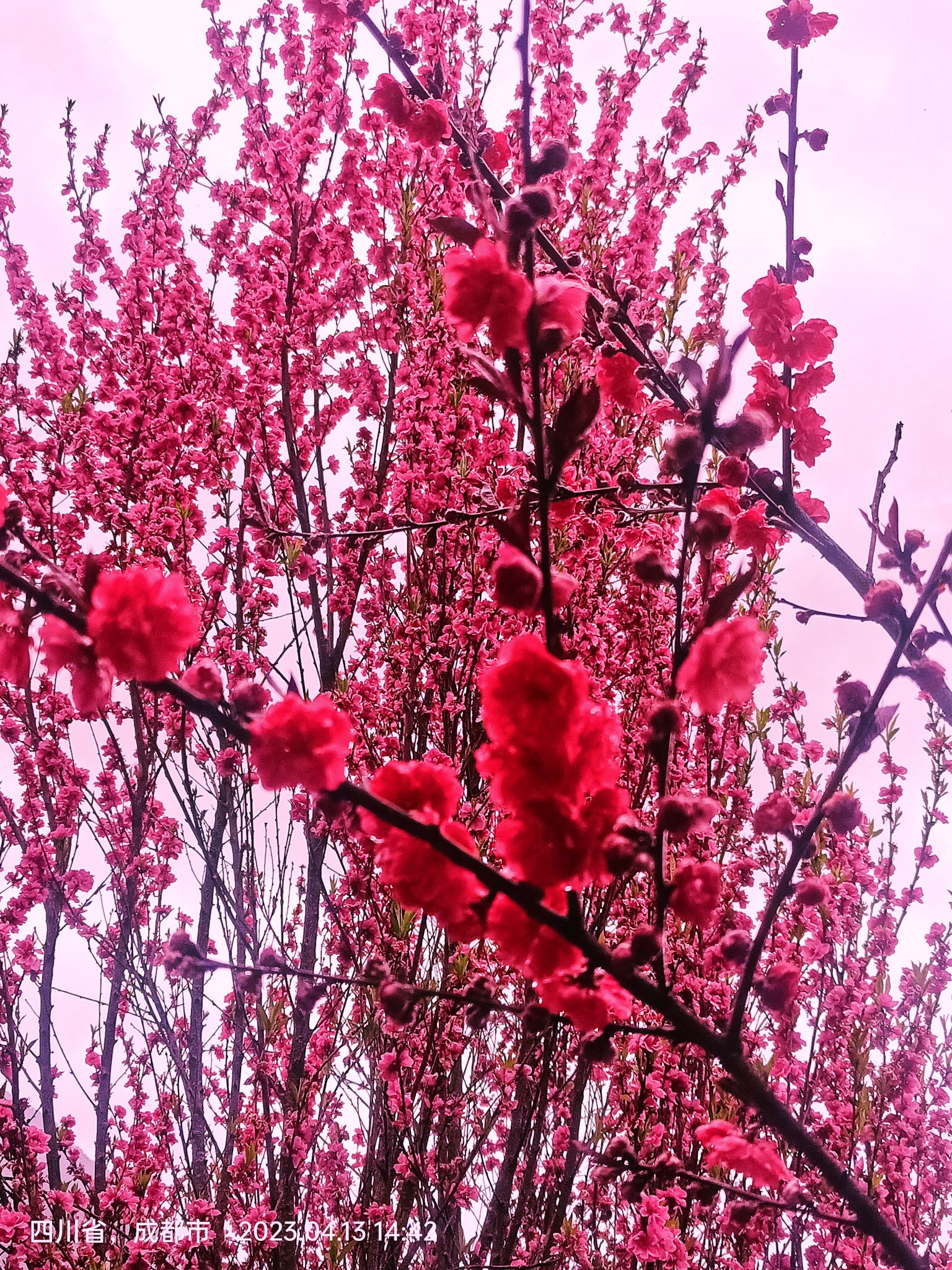 沙陀梅花源