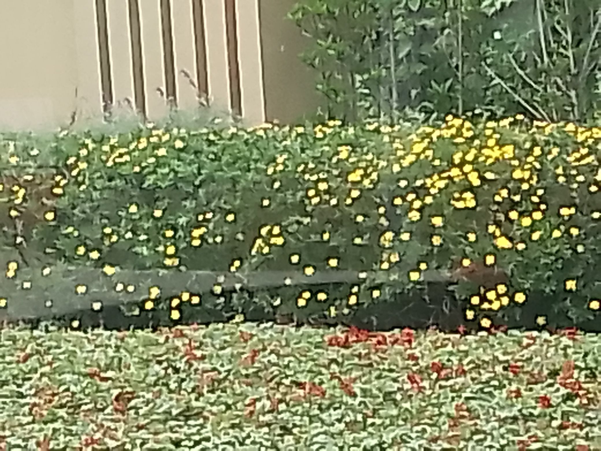 文宗苑