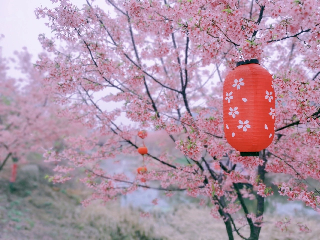 湘潭七彩樱花园