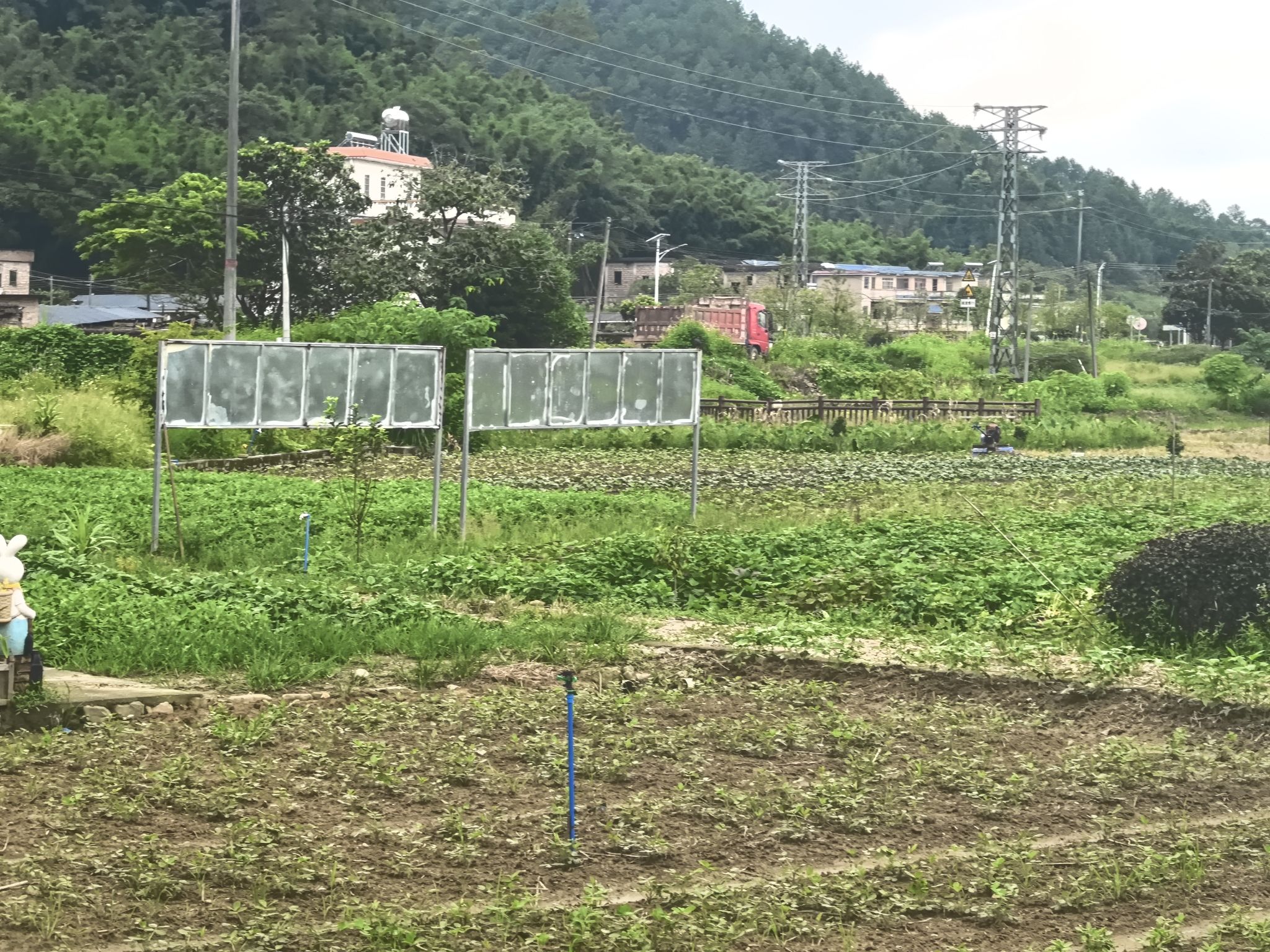 从化吕田花田喜事油菜花