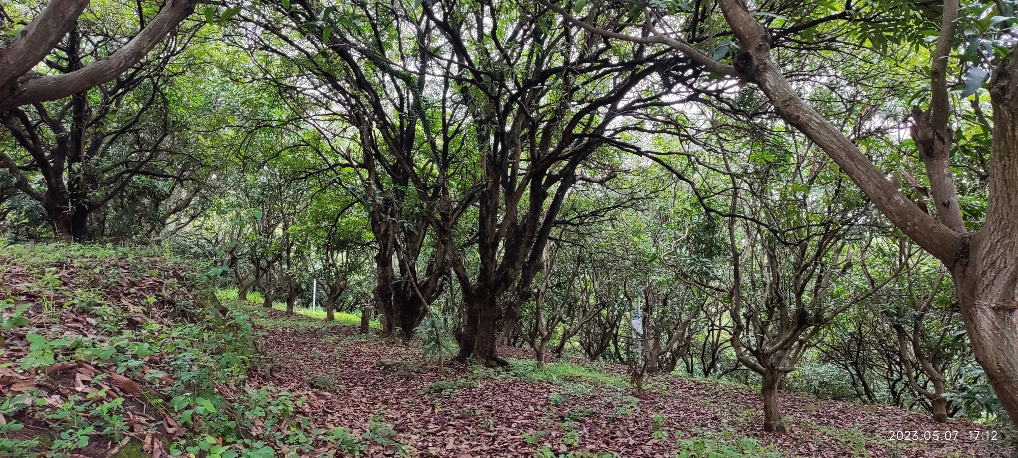 附城公园