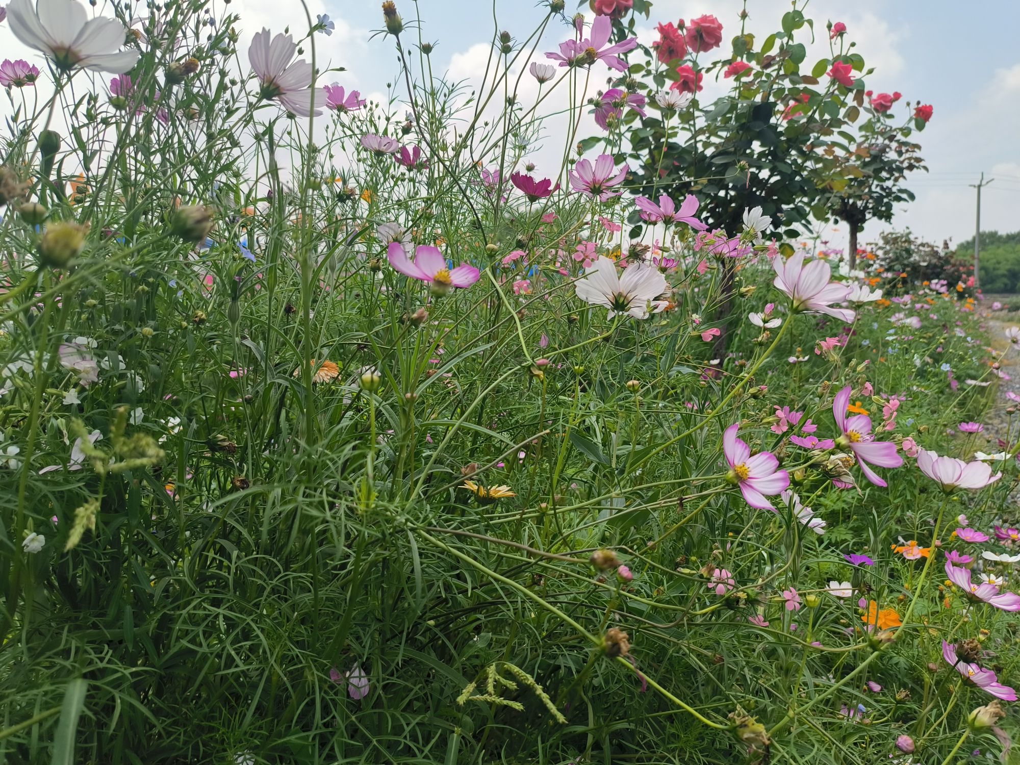 雷场芍药花海