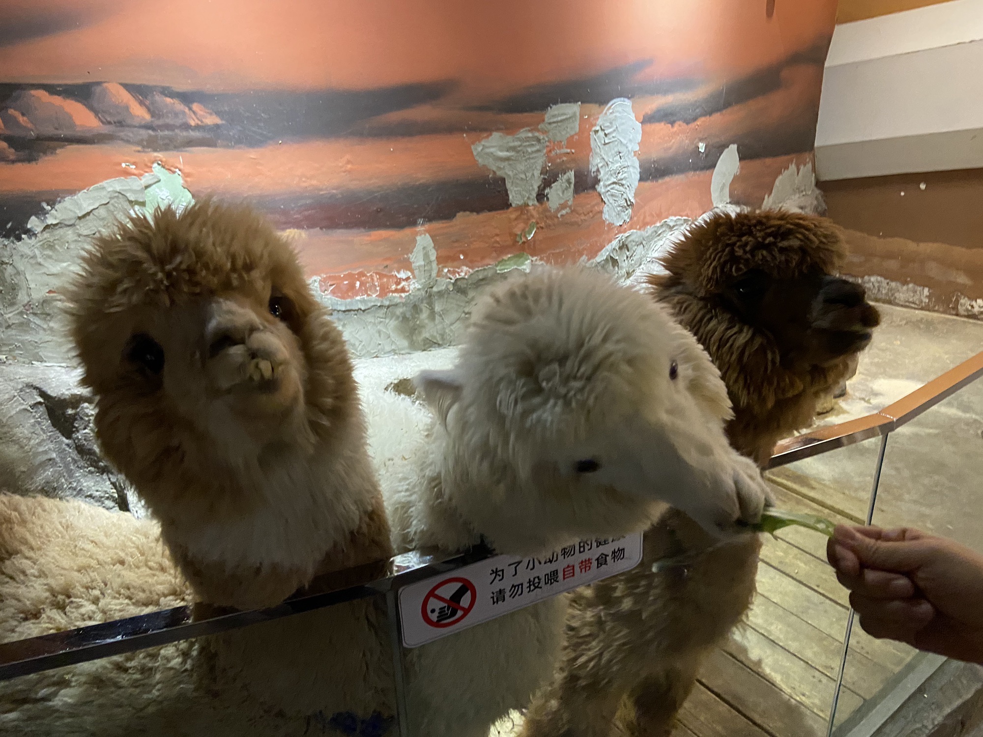 动物科学王国