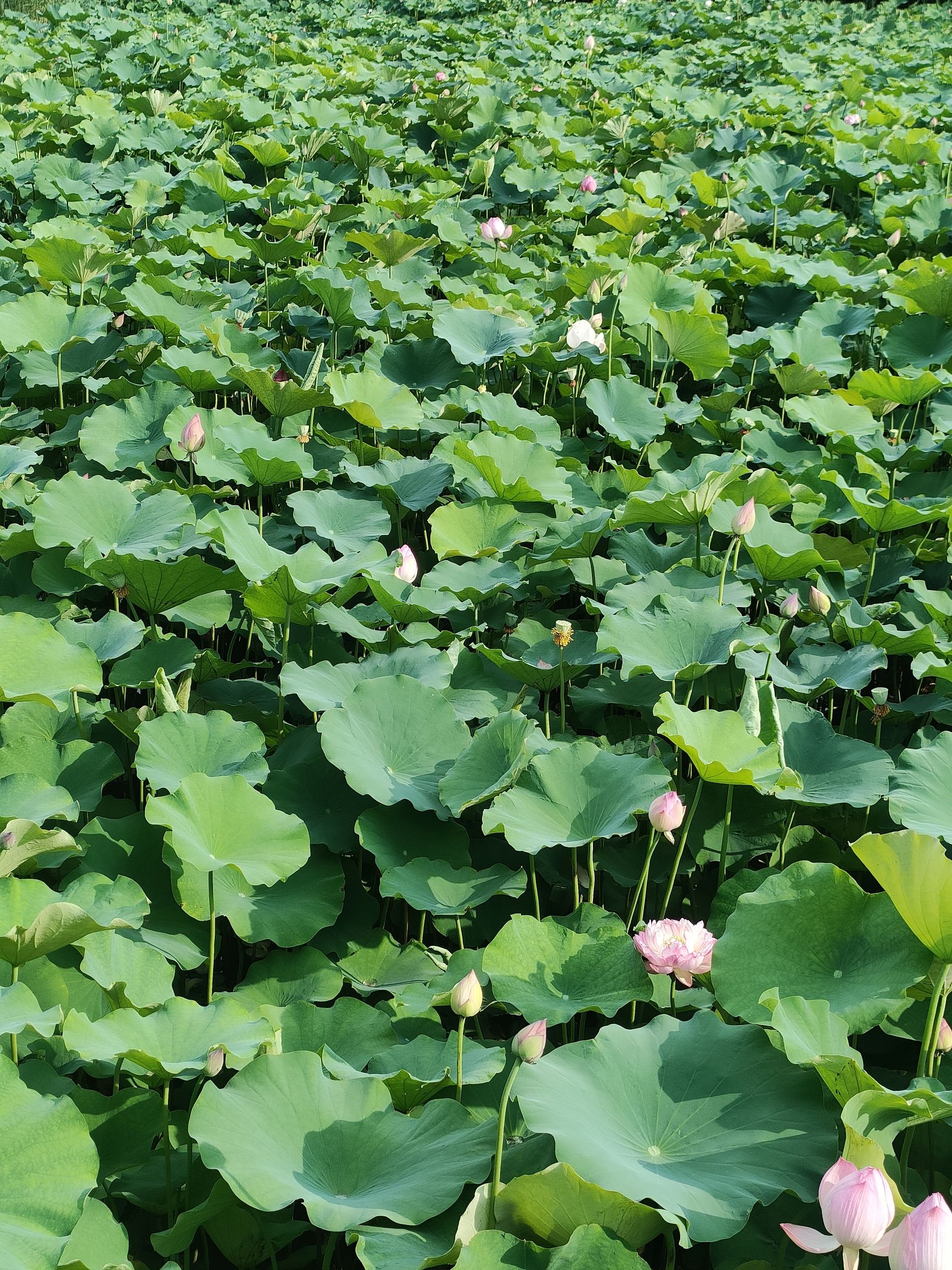 东沱河荷花园