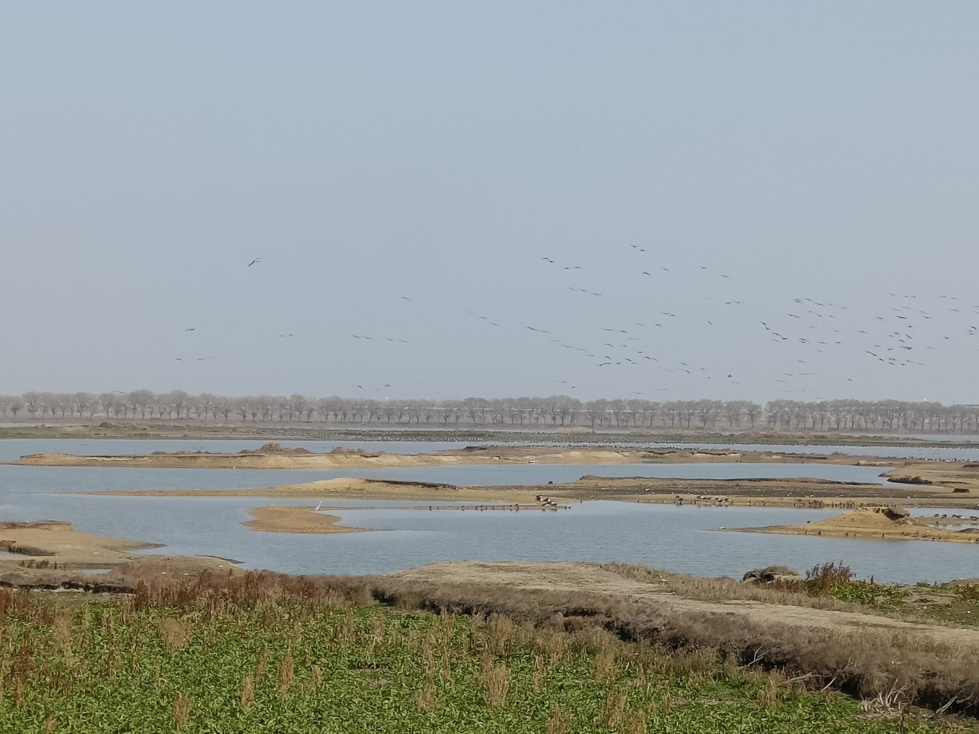 柏泉府河湿地观鸟台