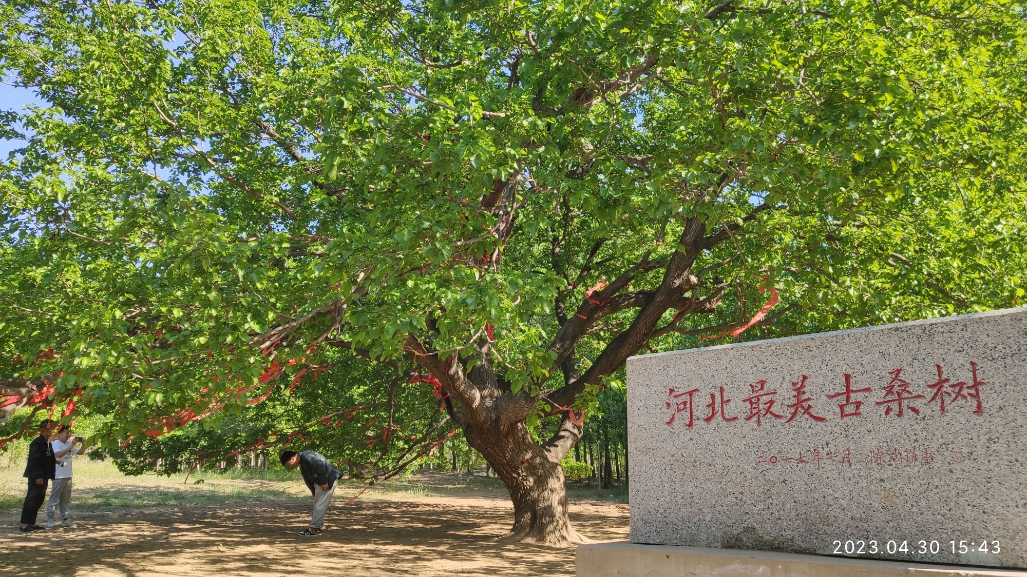 河北最美古桑树