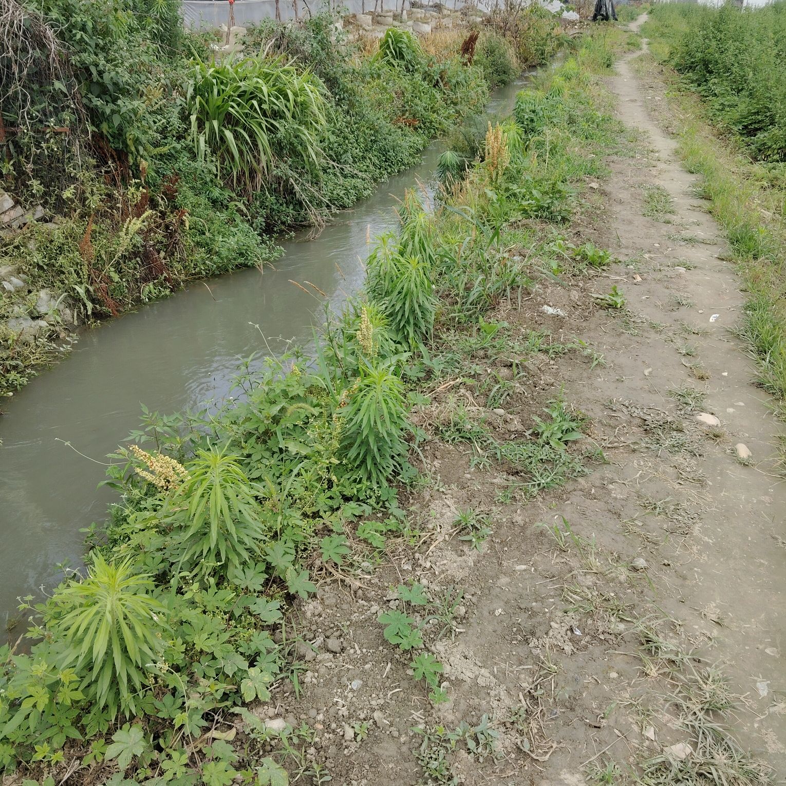 青杨村湿地