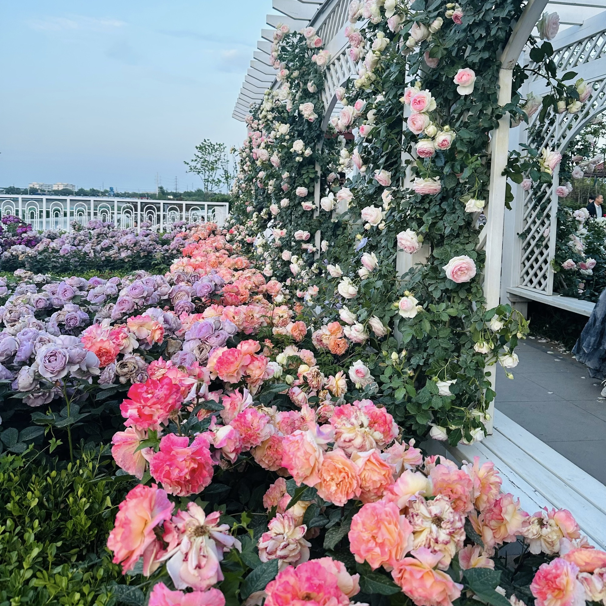 胶州月季花园