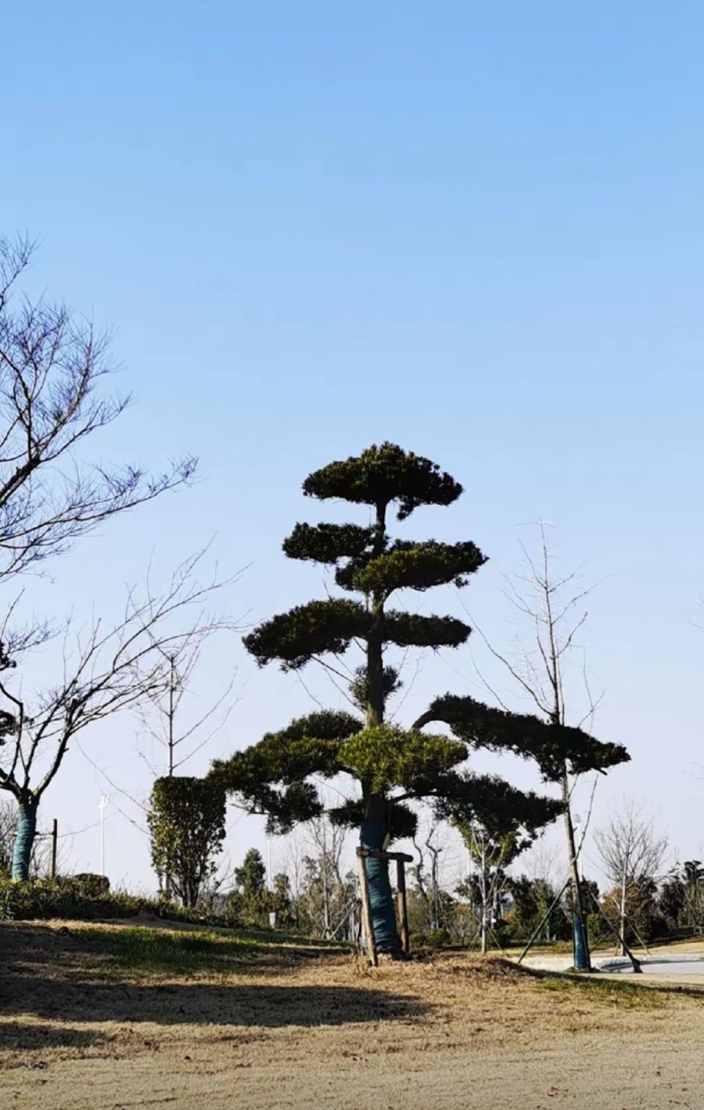 謇公湖生态公园旅行图片