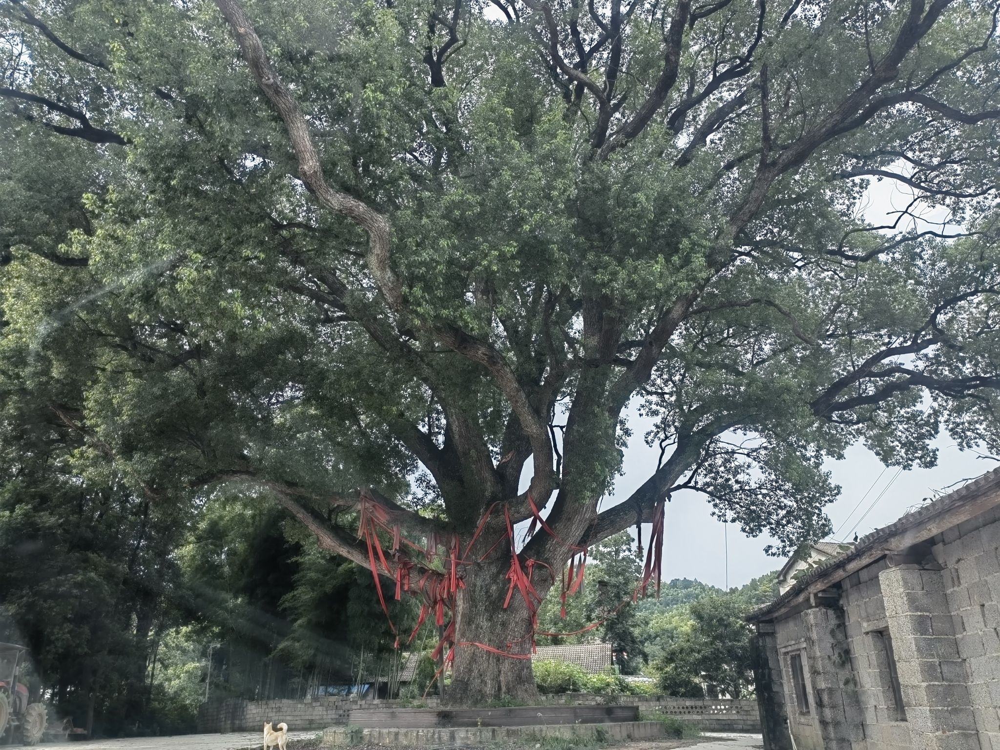 千岁九龙樟(古樟树)