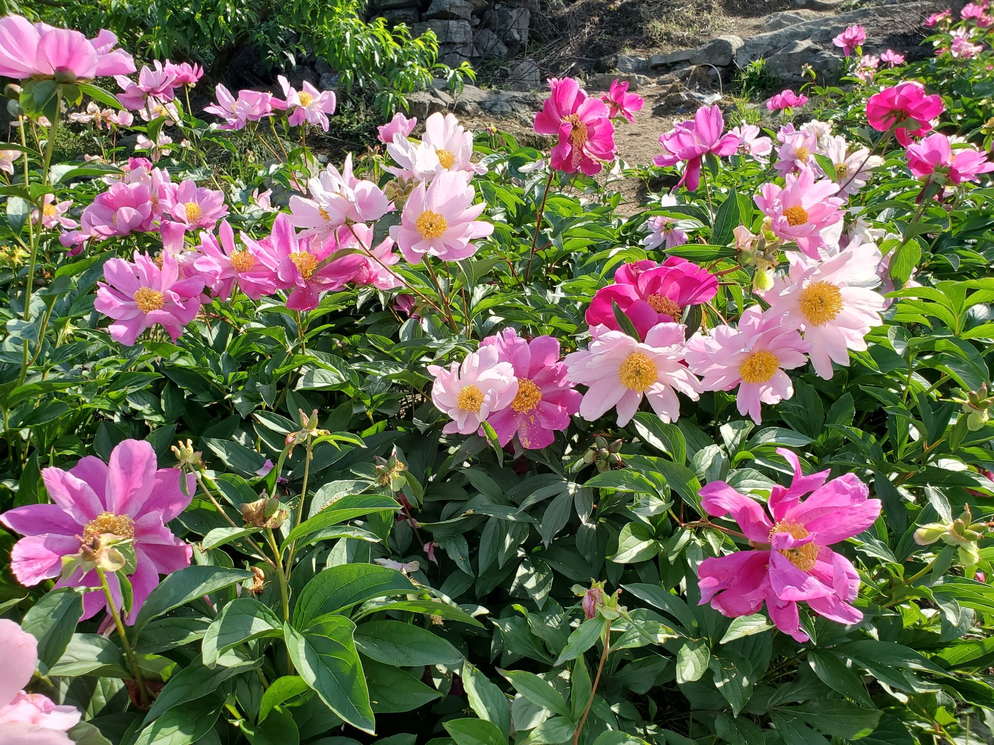 花晨月夕