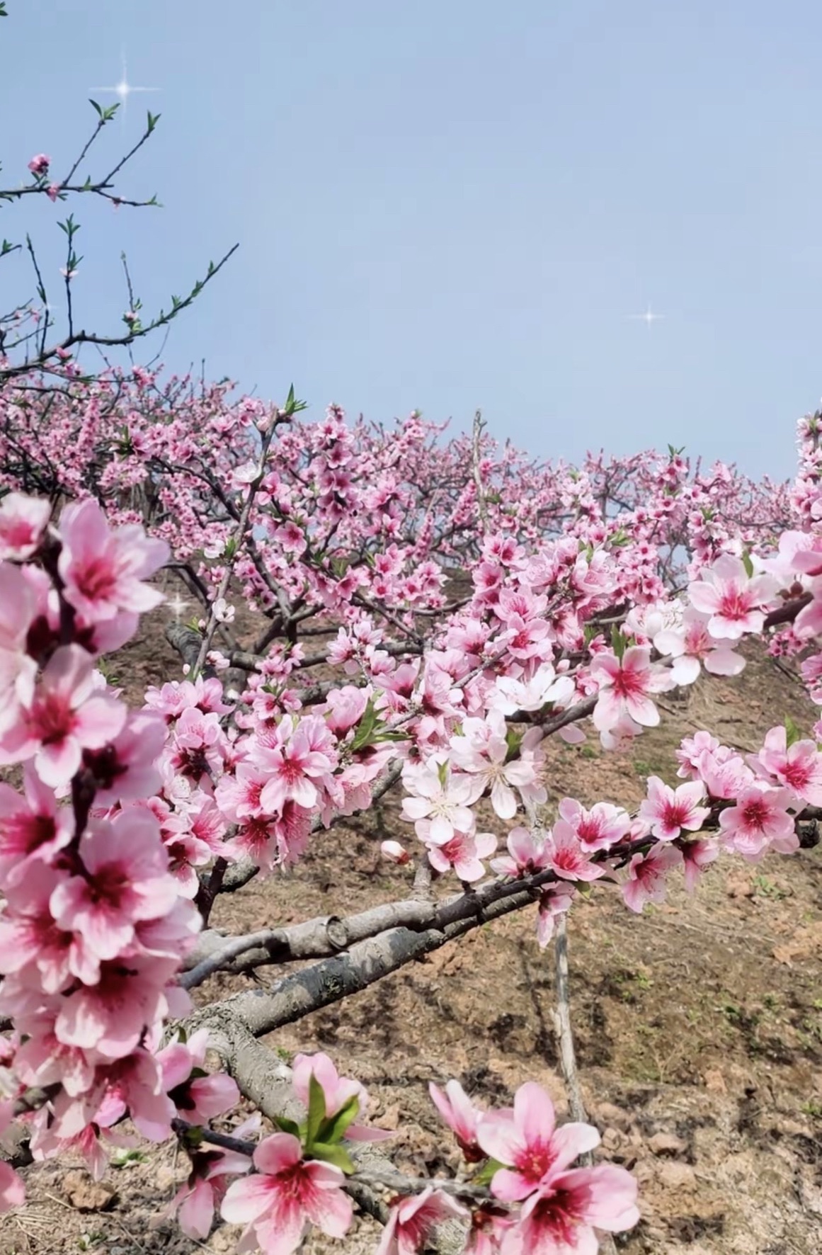 任隆桃花山