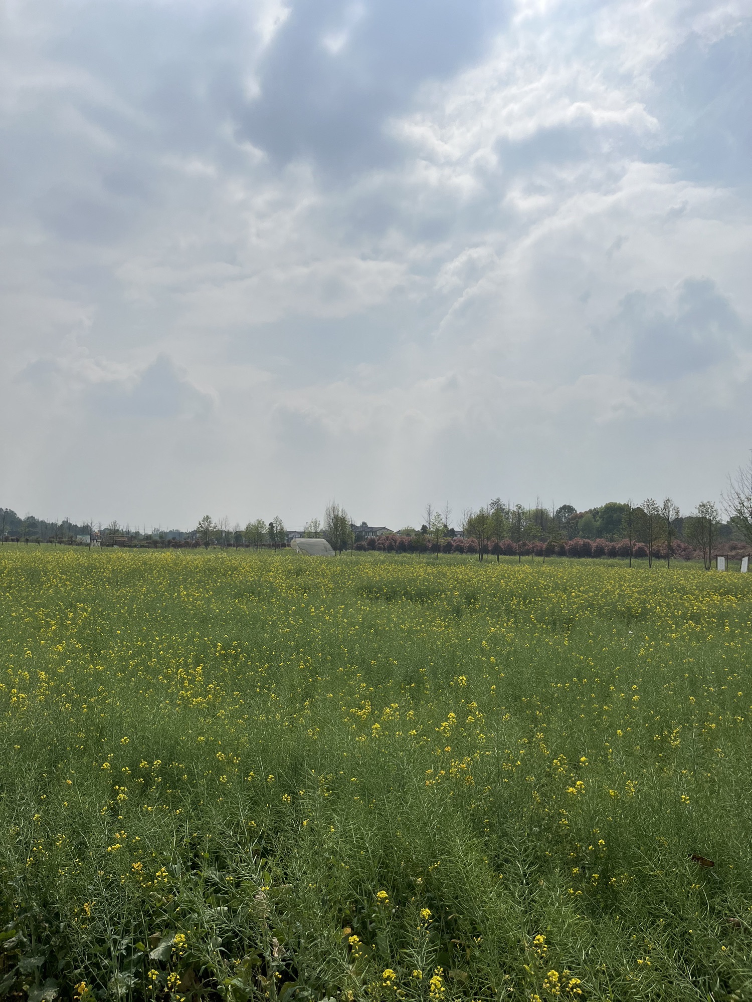 杨公社区臻爱田园旅行图片
