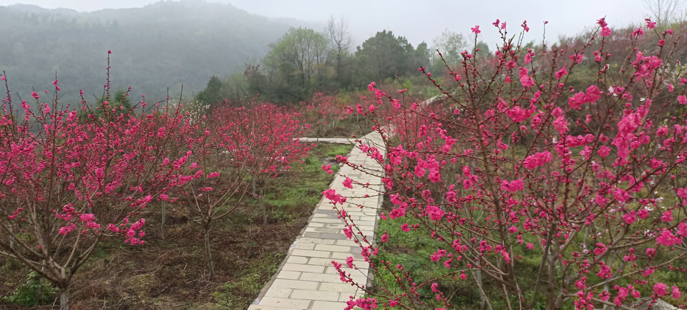张家界武陵山区植物园旅行图片