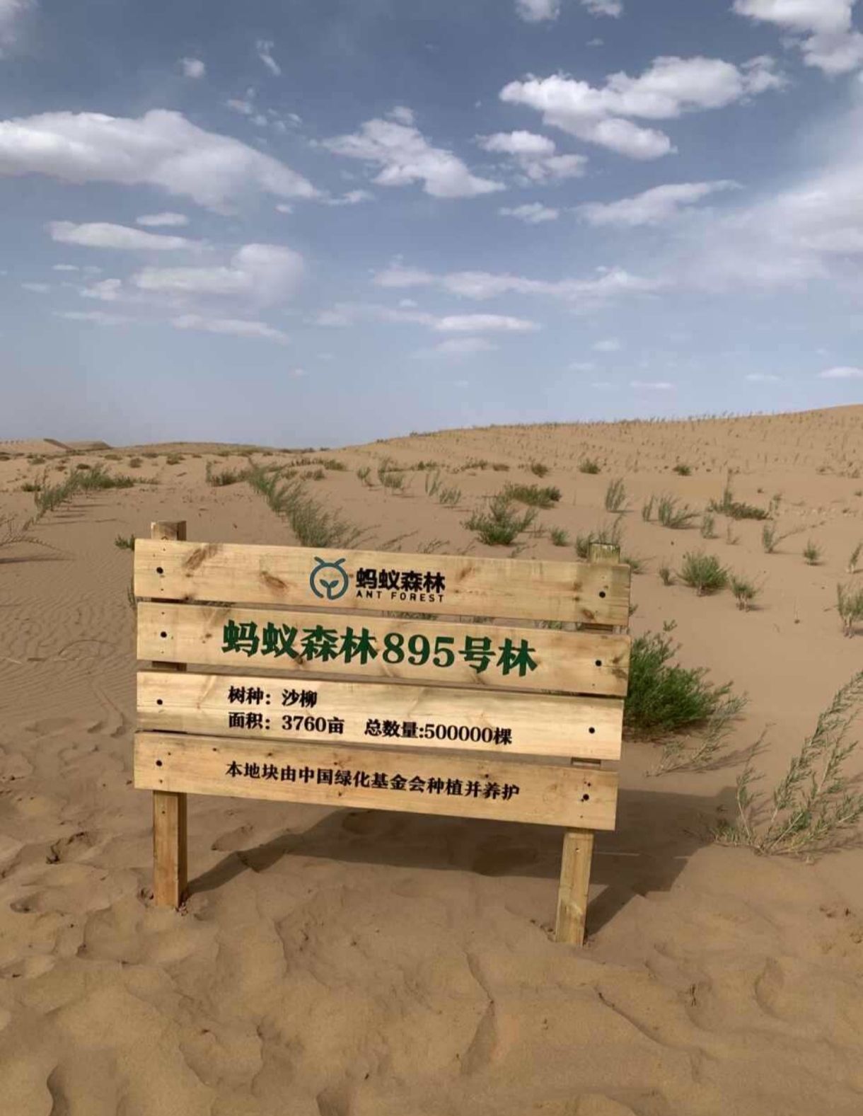 蚂蚁森林895号林·沙柳