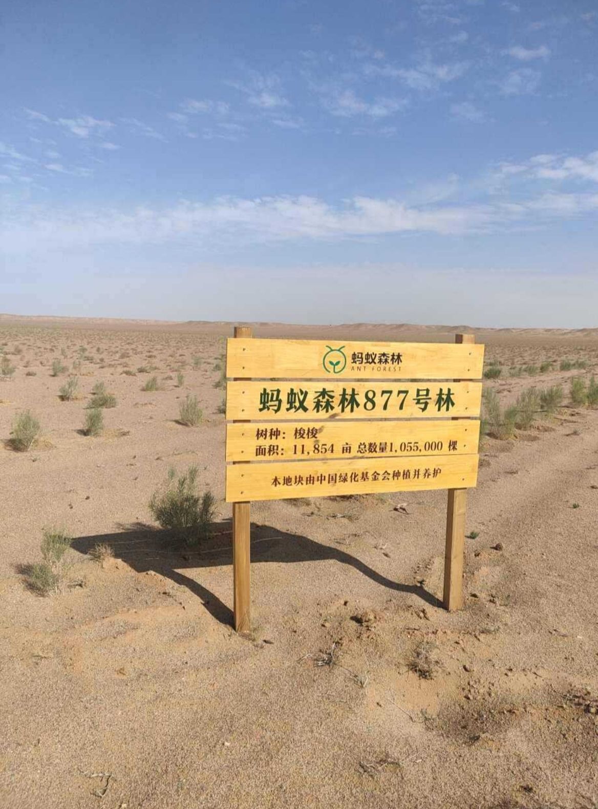 蚂蚁森林877号林-1·梭梭