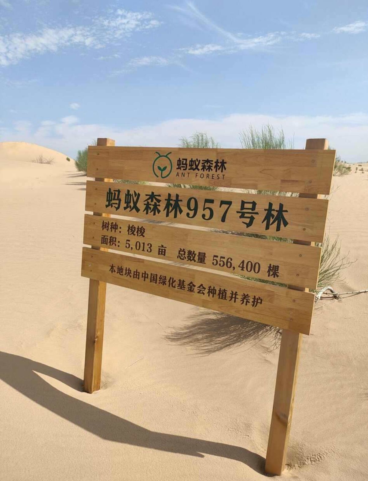 蚂蚁森林957号林-1·梭梭