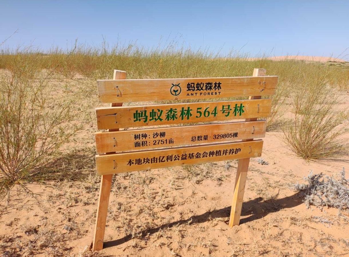 蚂蚁森林564号林·沙柳