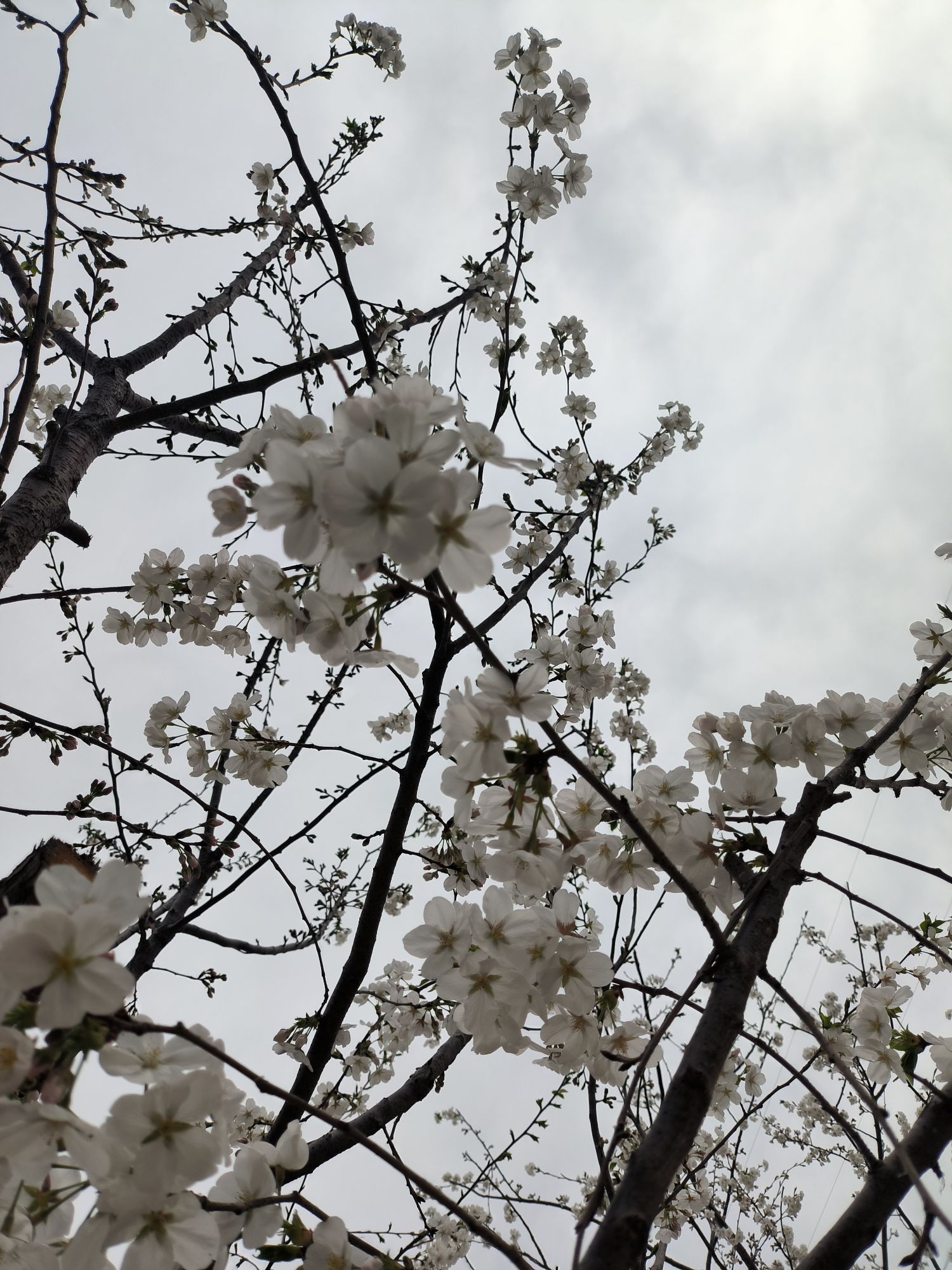 中央明渠樱花溪公园