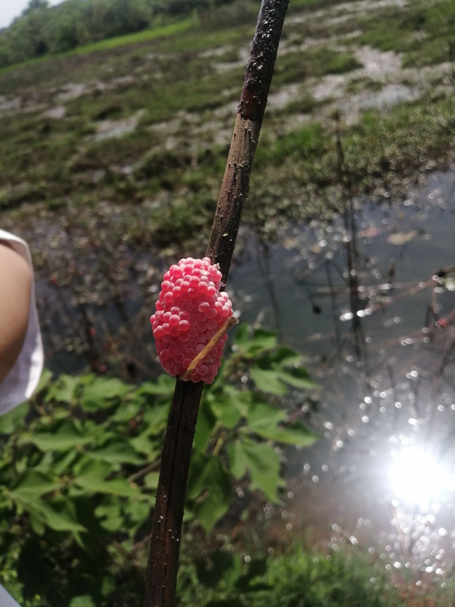 华胜湿地公园旅行图片