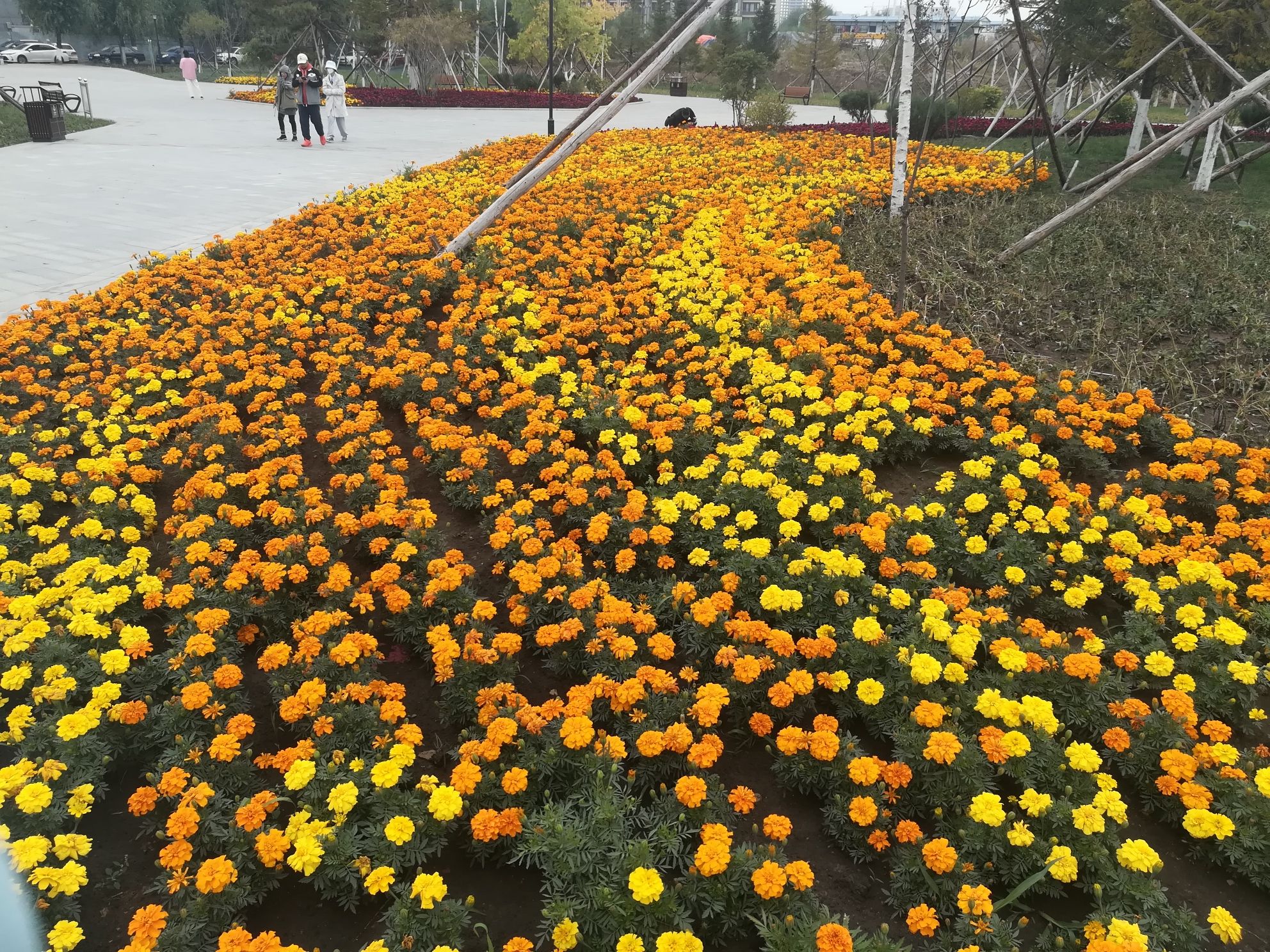 香湾公园旅行图片