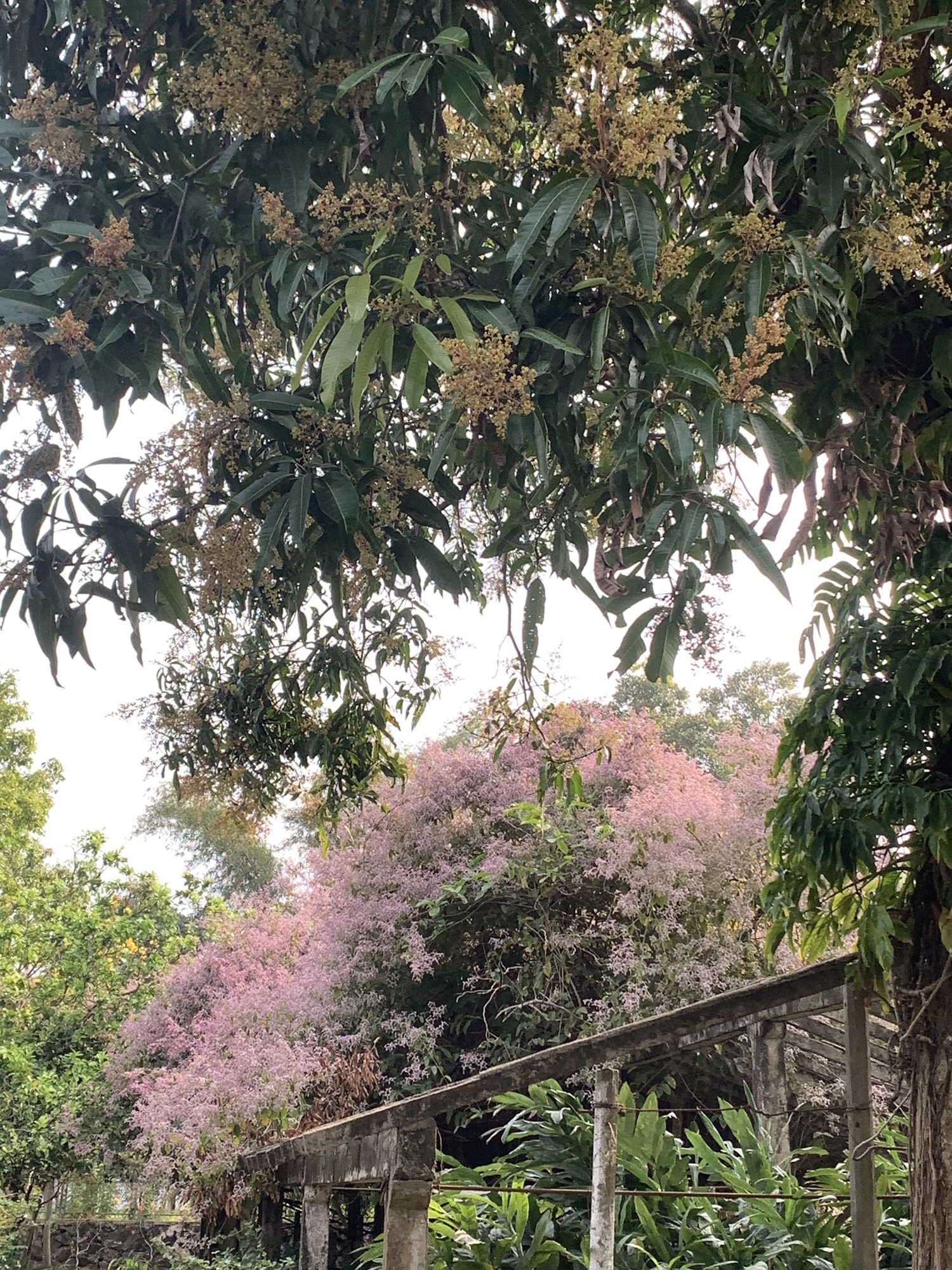 湛江南亚热带植物园