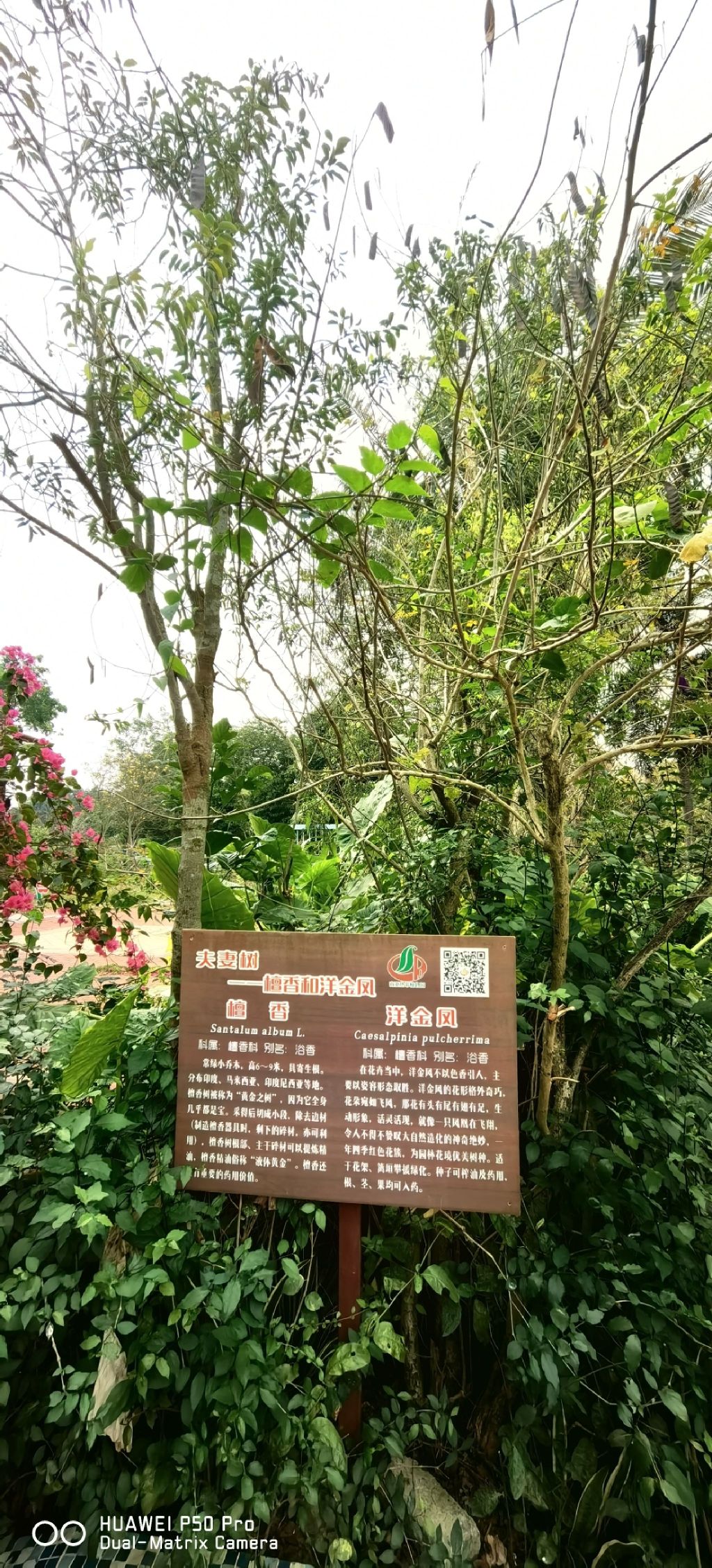 湛江南亚热带植物园旅行图片