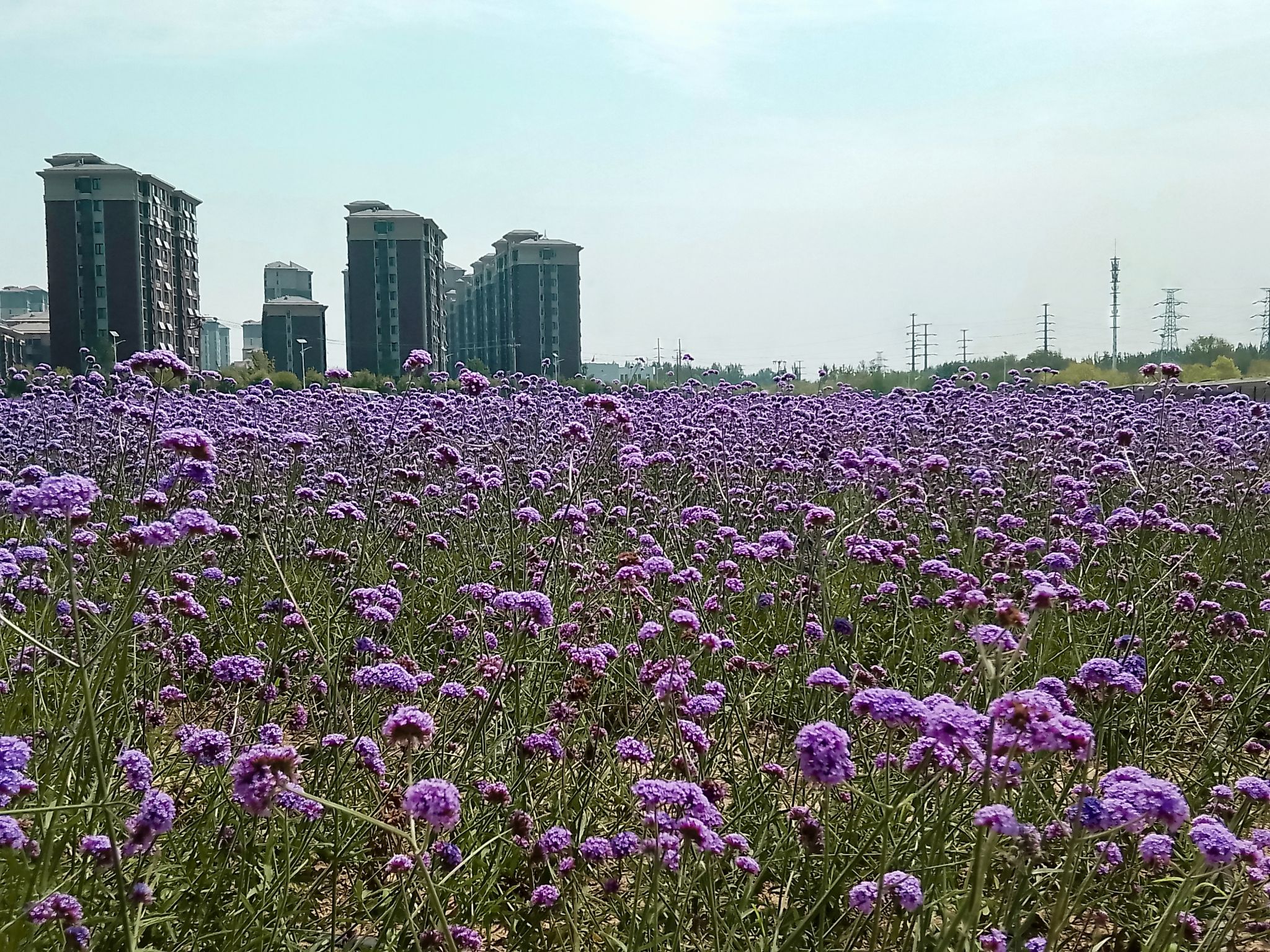 山水花苑公园