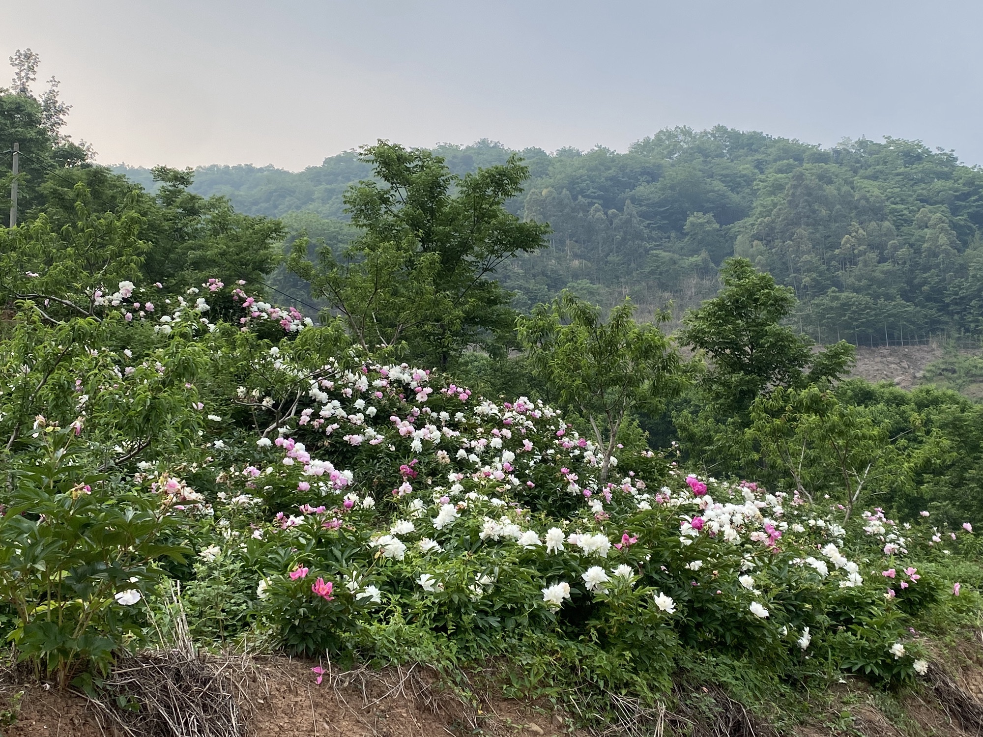 洛水药王山