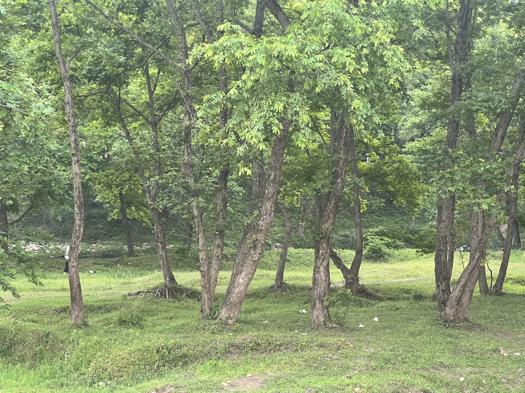 新县郭家河省级湿地公园