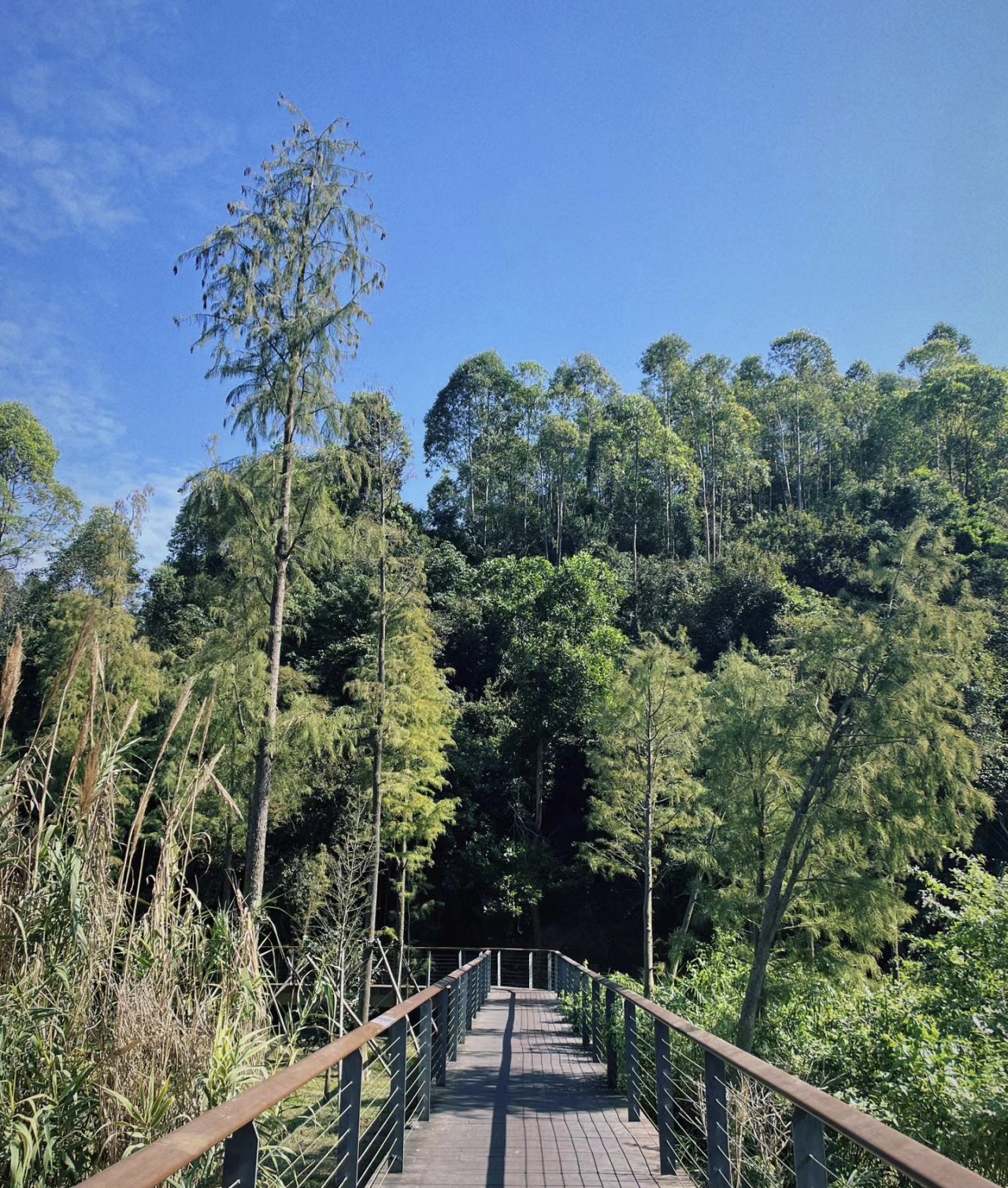 甘坑湿地公园