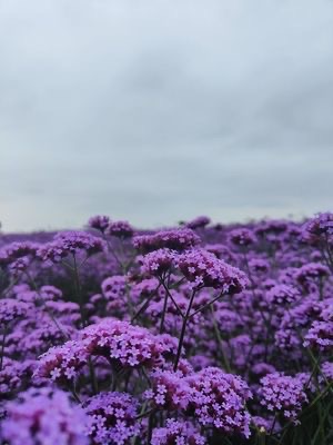 溪南十锦锦绣田园