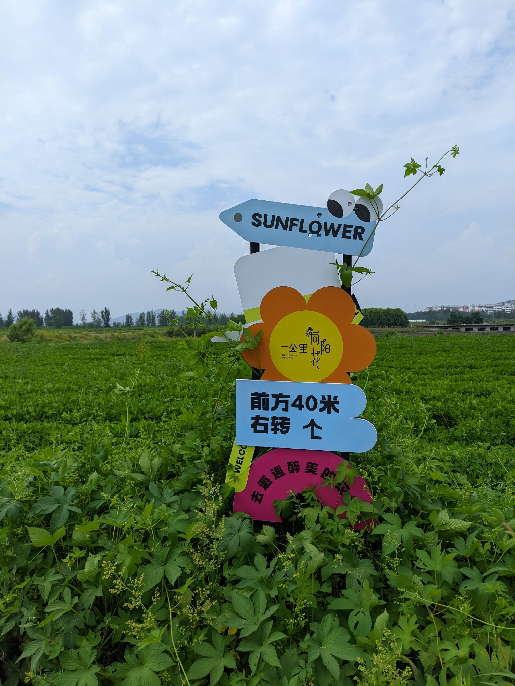 一公里向阳花