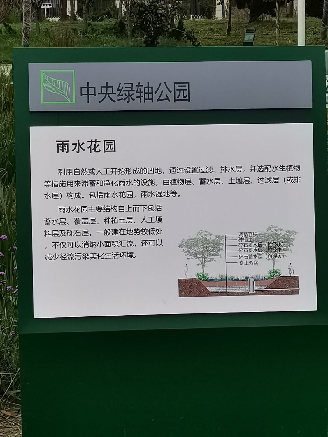中央绿轴公园雨水花园