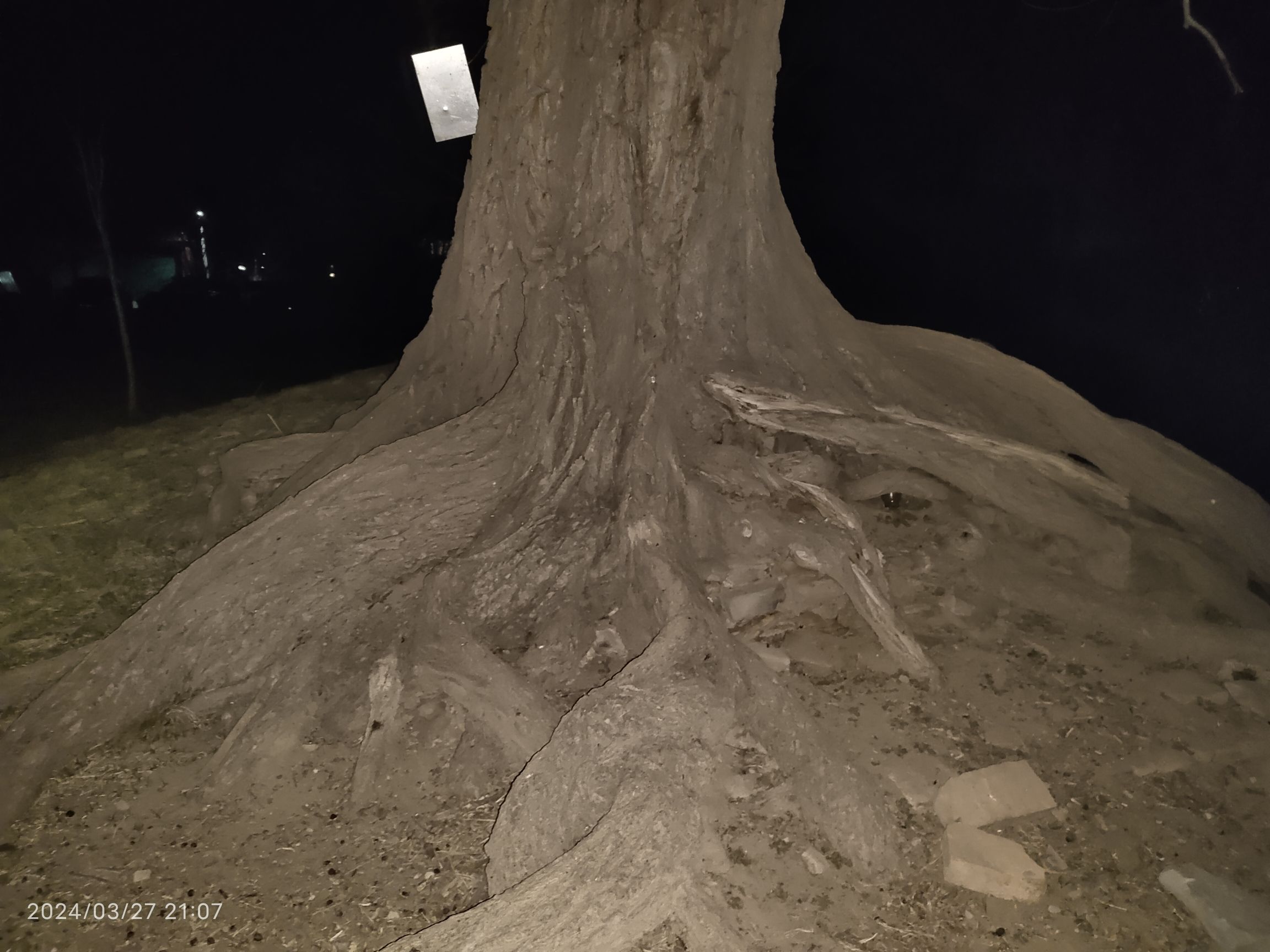 宗里村古榆树