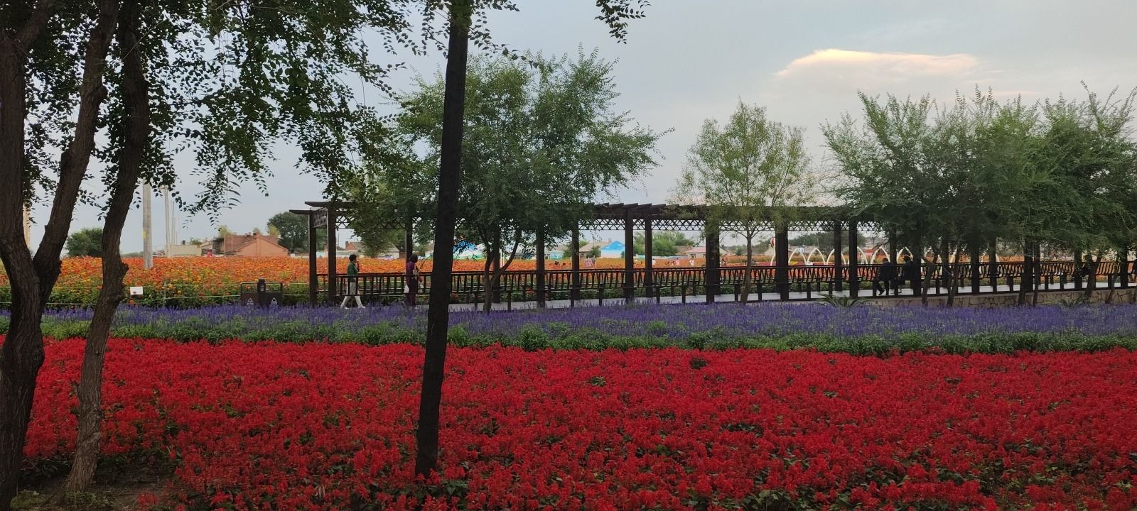 学府花海