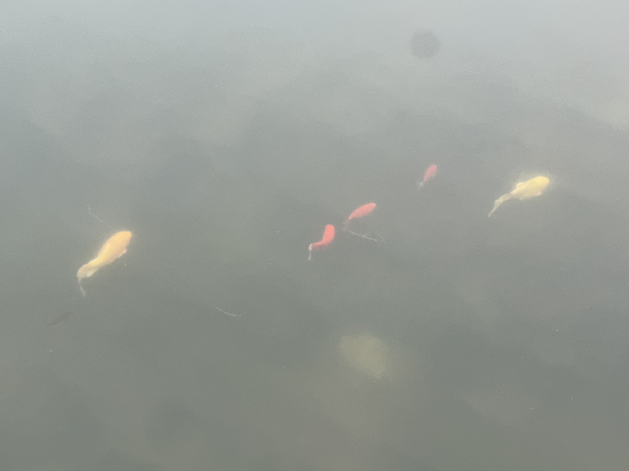 凤鸣湖