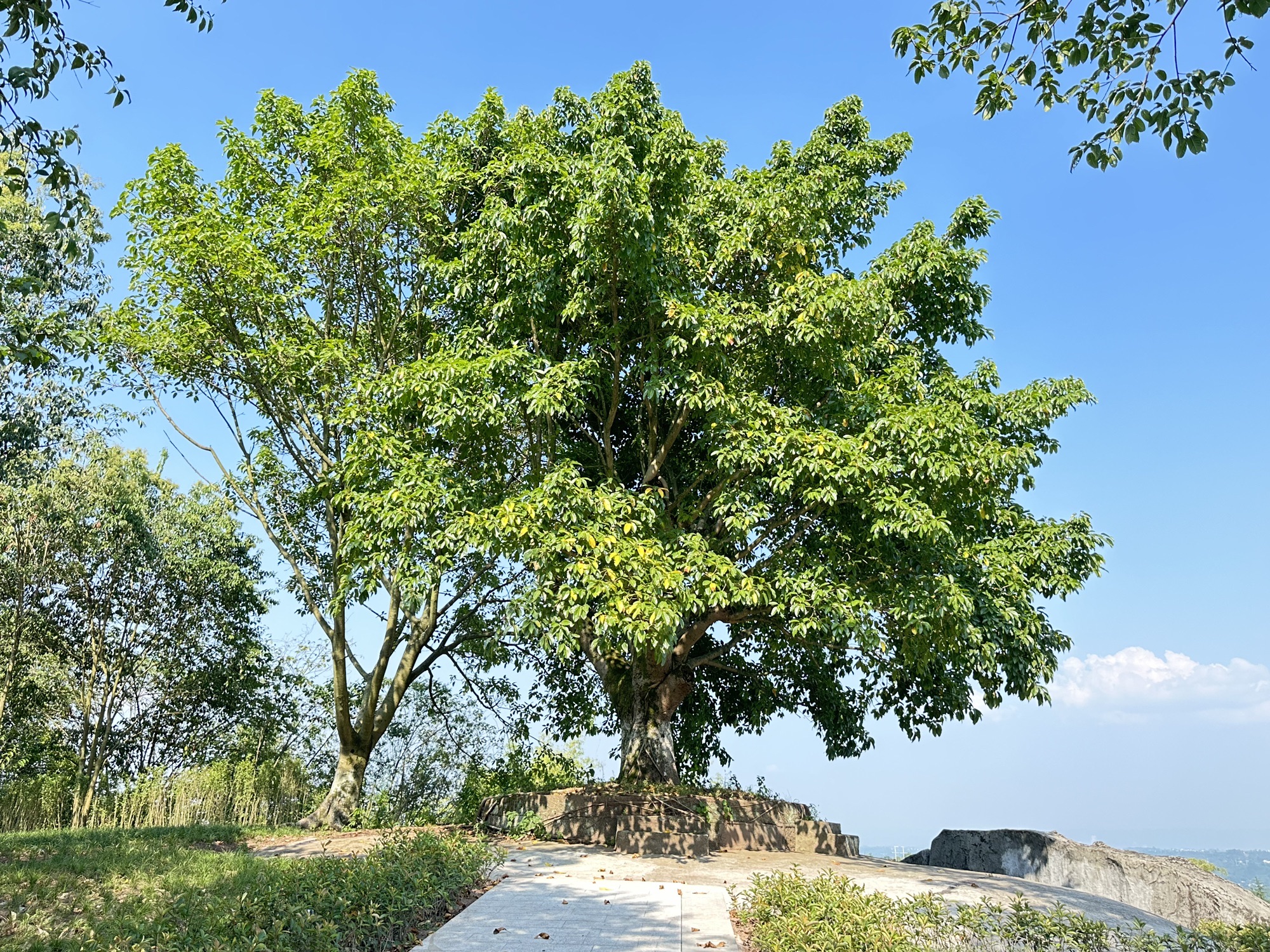 中国法官林旅行图片