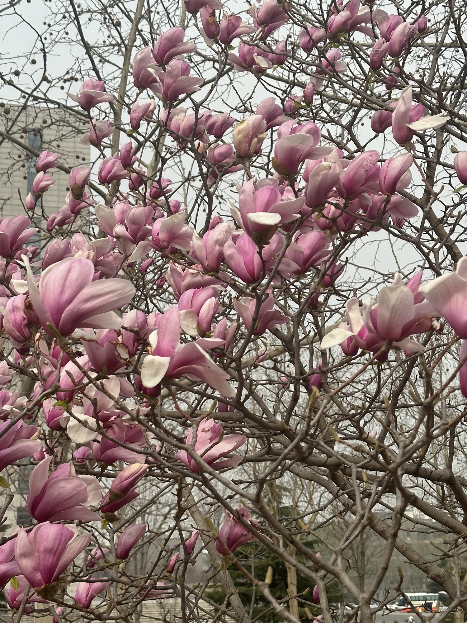 山东师范大学天颐广场