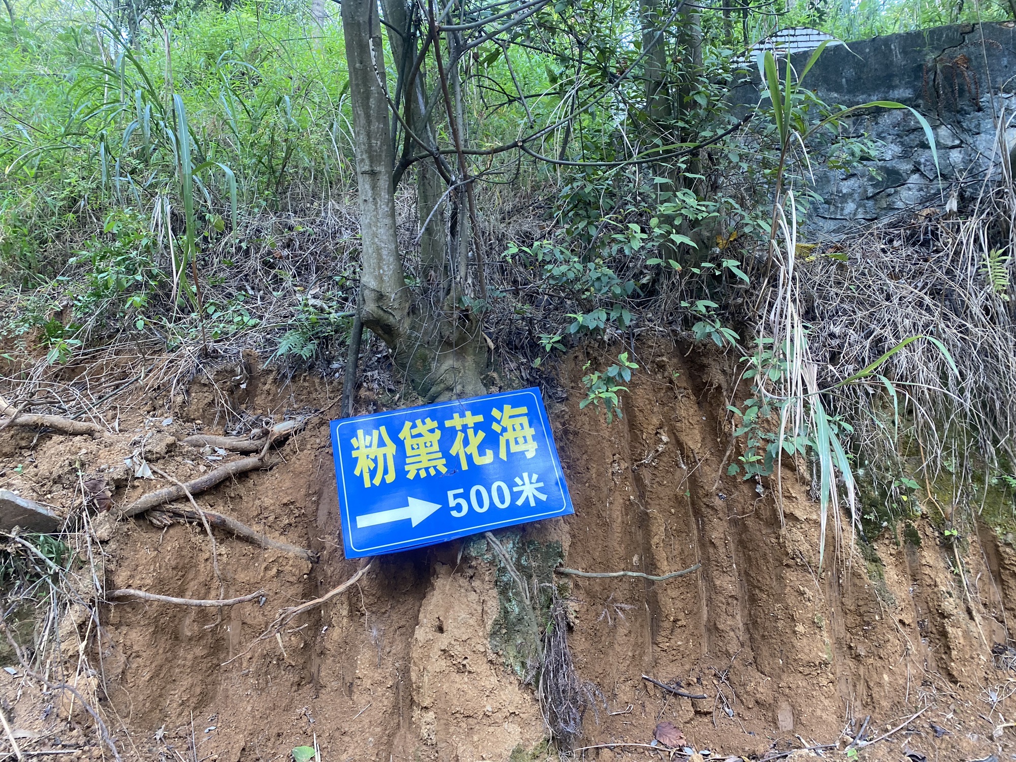元盛粉黛花海