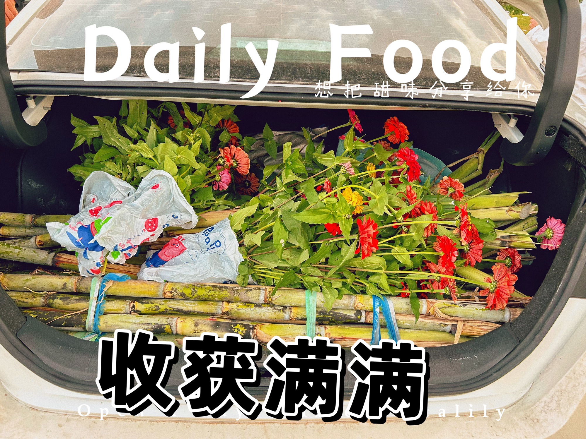 太古花海旅行图片