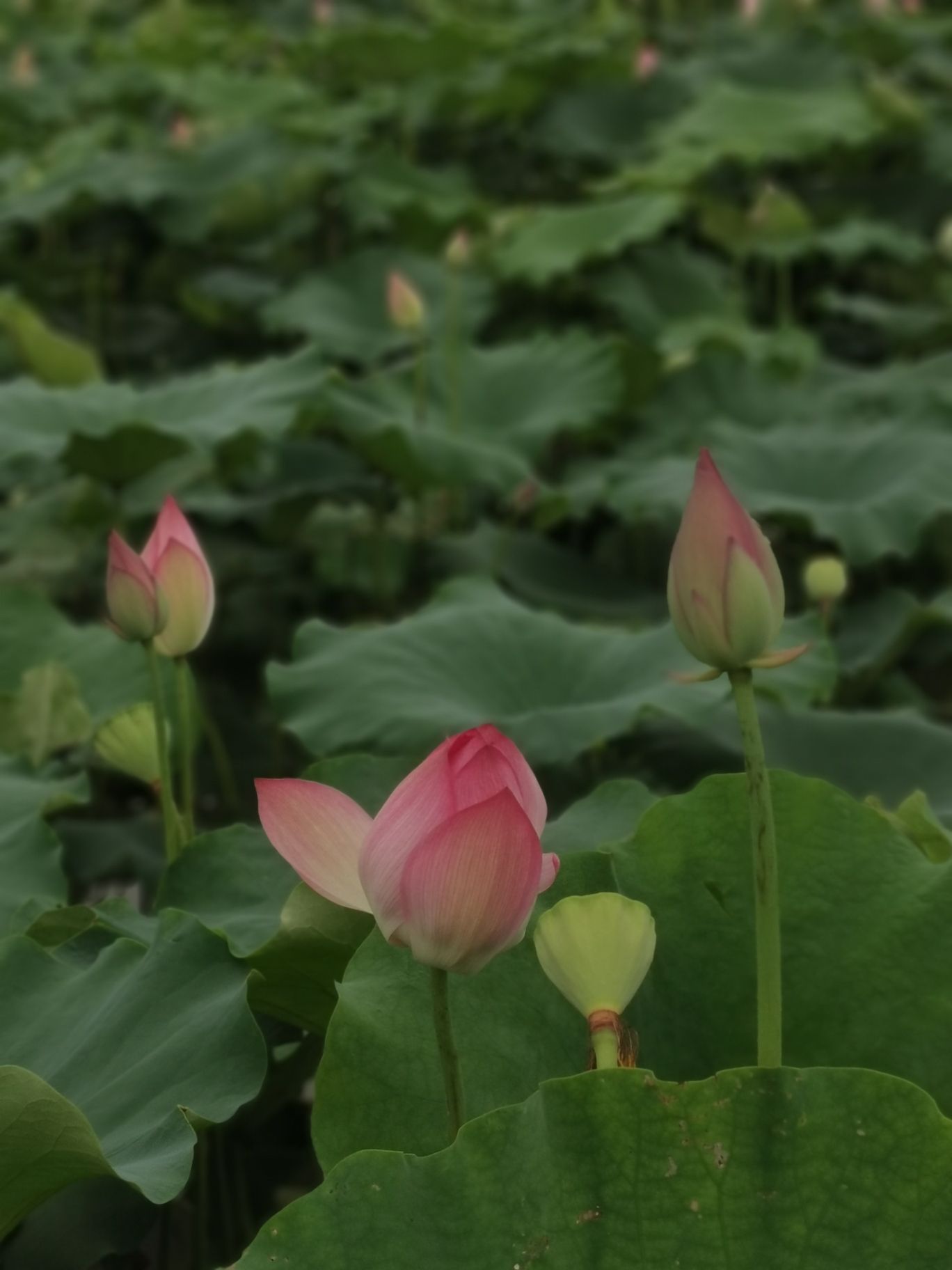 广潭上二村文化广场