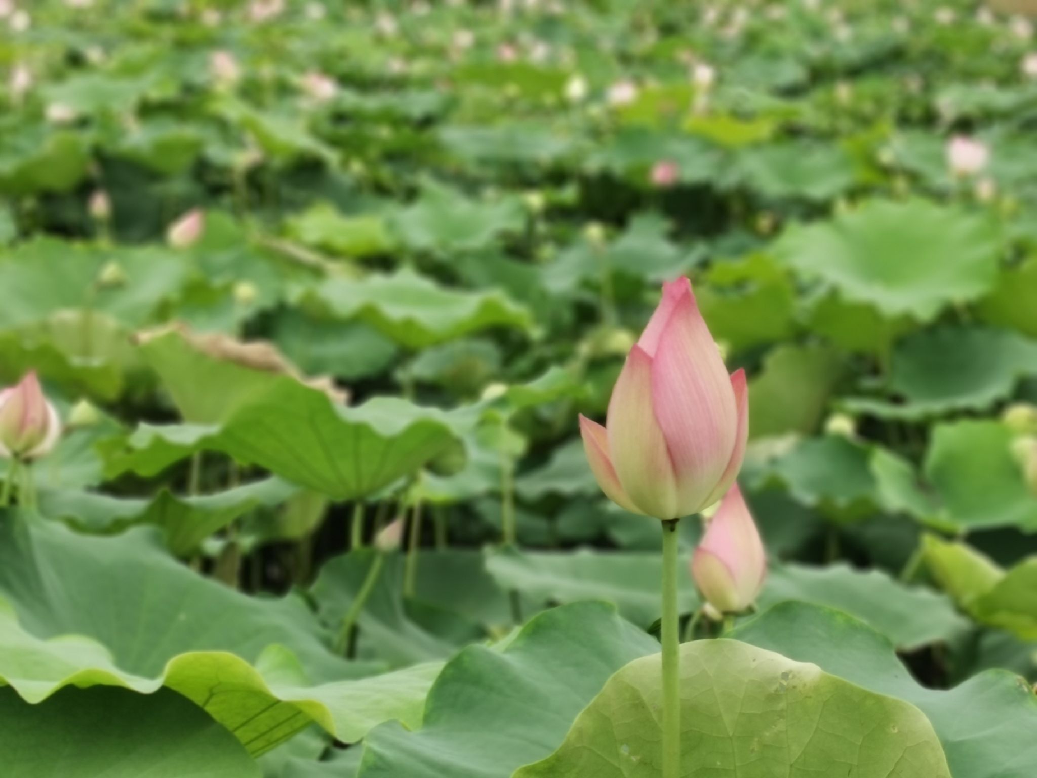 广潭上二村文化广场旅行图片