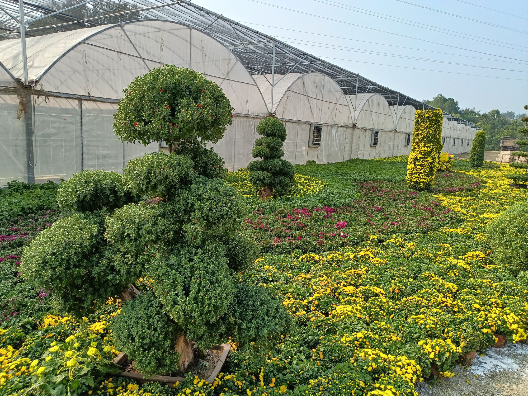 花艺谷