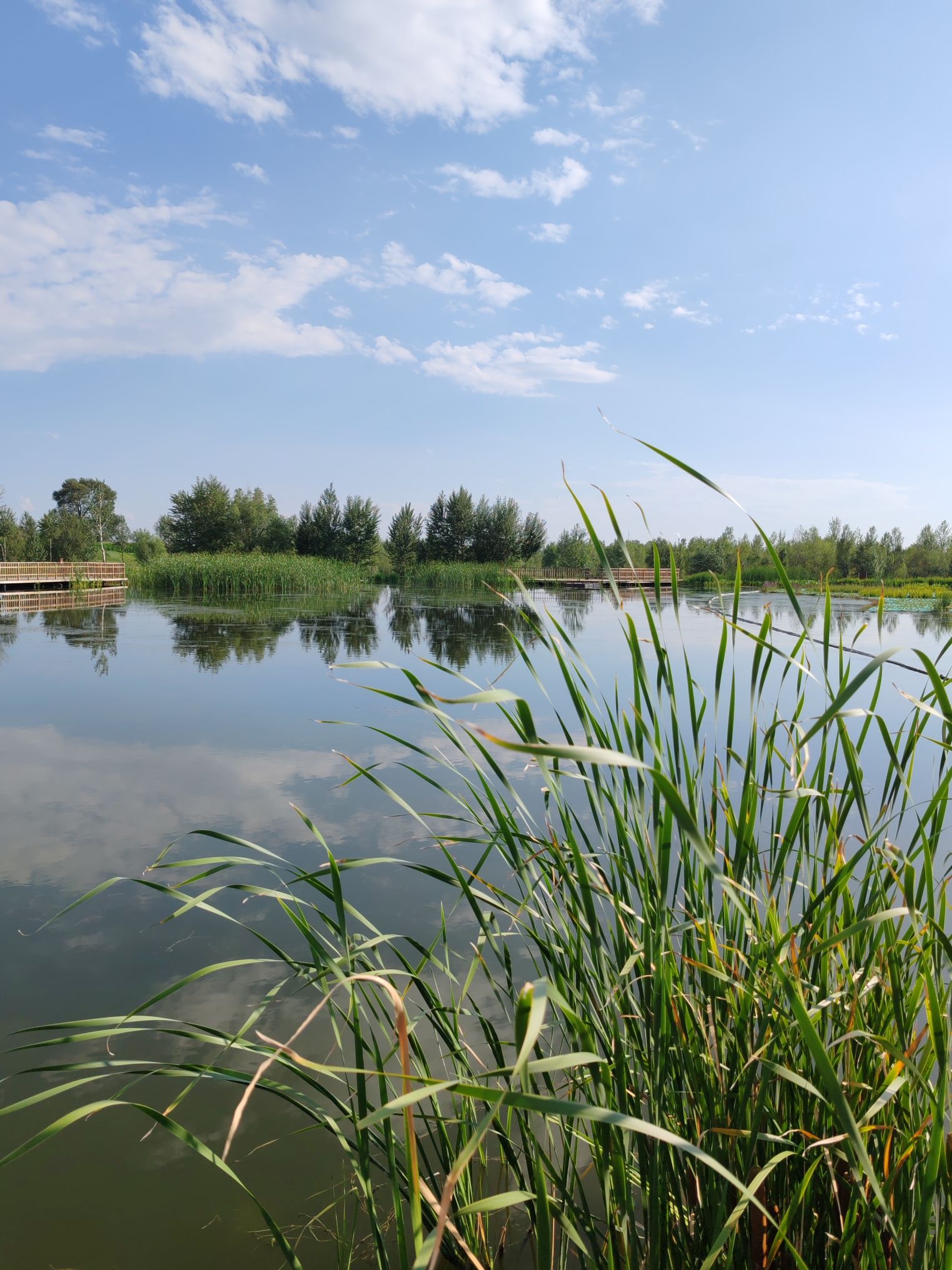 八拜湖湿地公园旅行图片