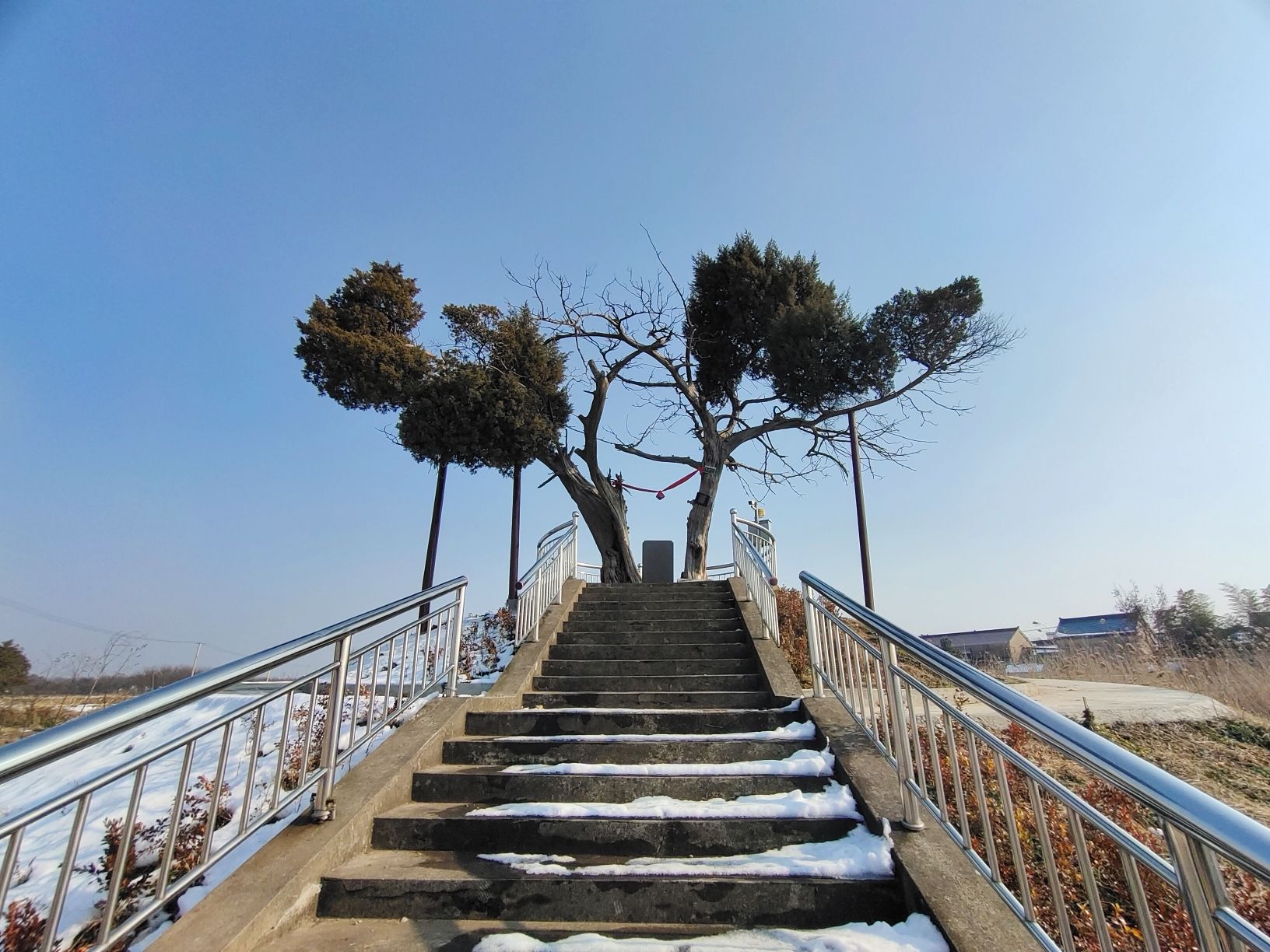千年古柏