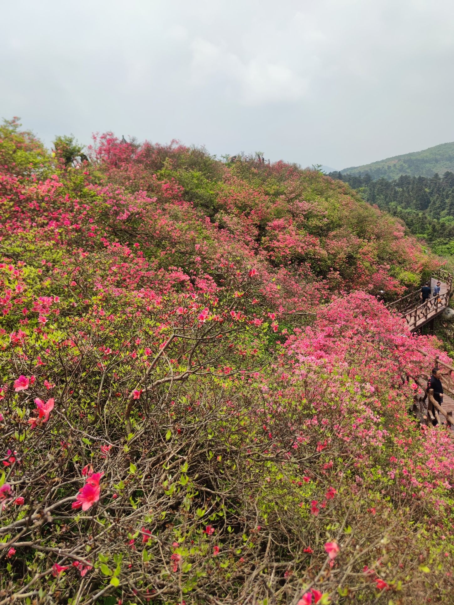 香炉关映山红花海