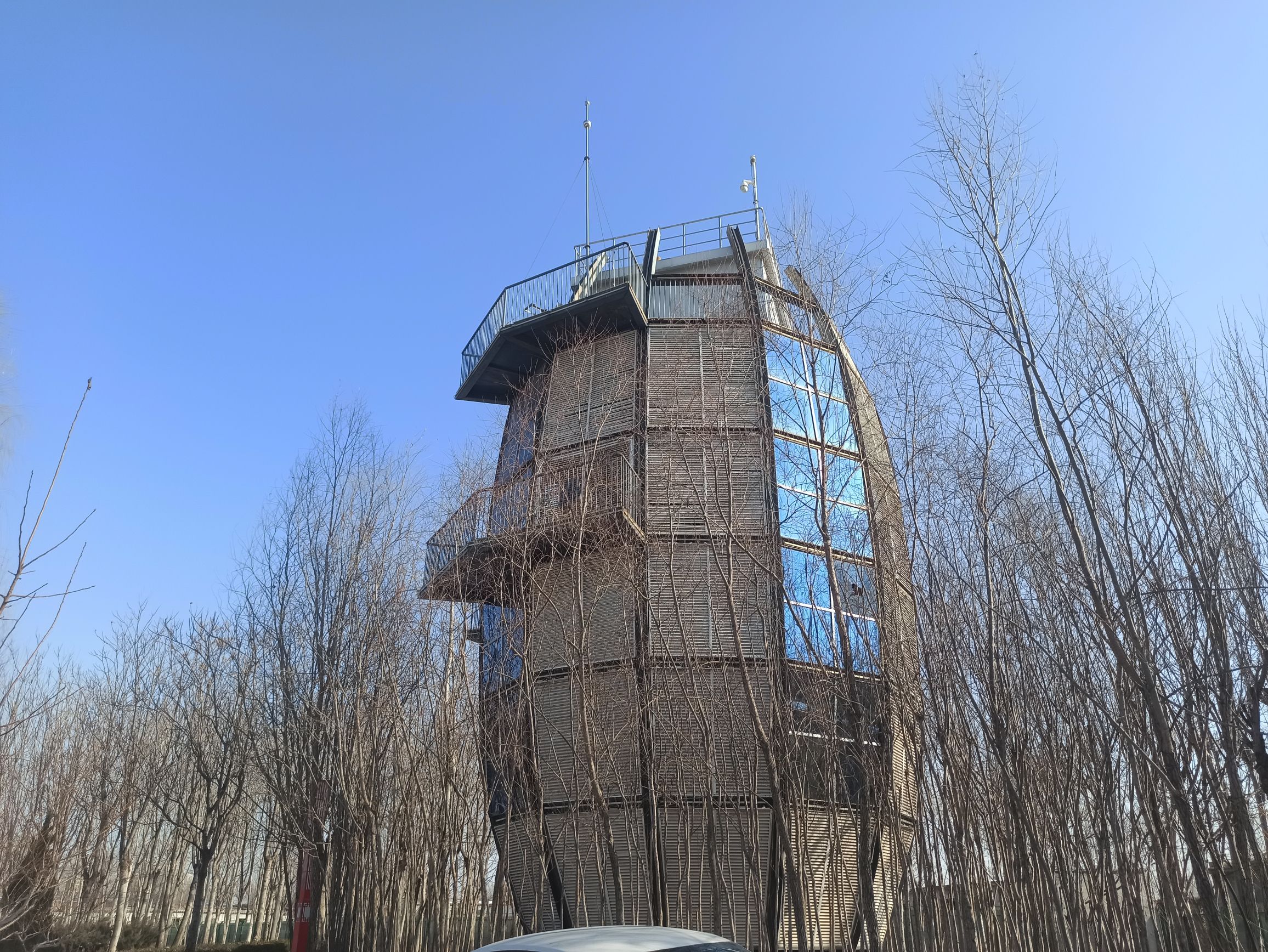 枣强森林公园旅行图片